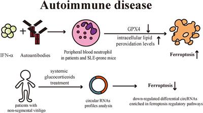 Ferroptosis: Mechanism and connections with cutaneous diseases